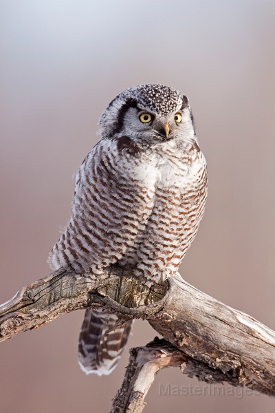 IMG_0261c.jpg - Northern Hawk-Owl (Surnia ulula)